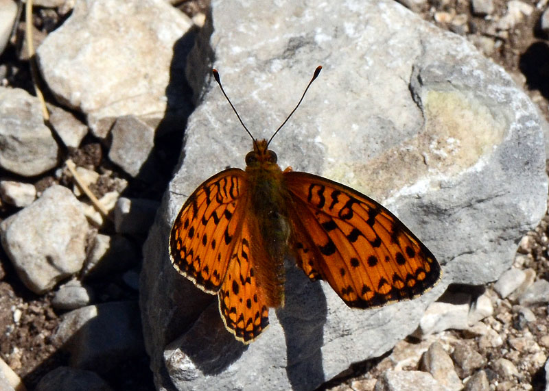 Argynnis adippe ?